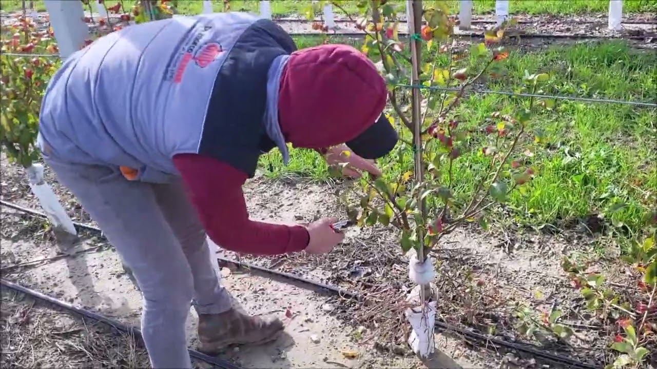 PERO: POTATURA DI PRODUZIONE DURANTE IL RIPOSO VEGETATIVO
