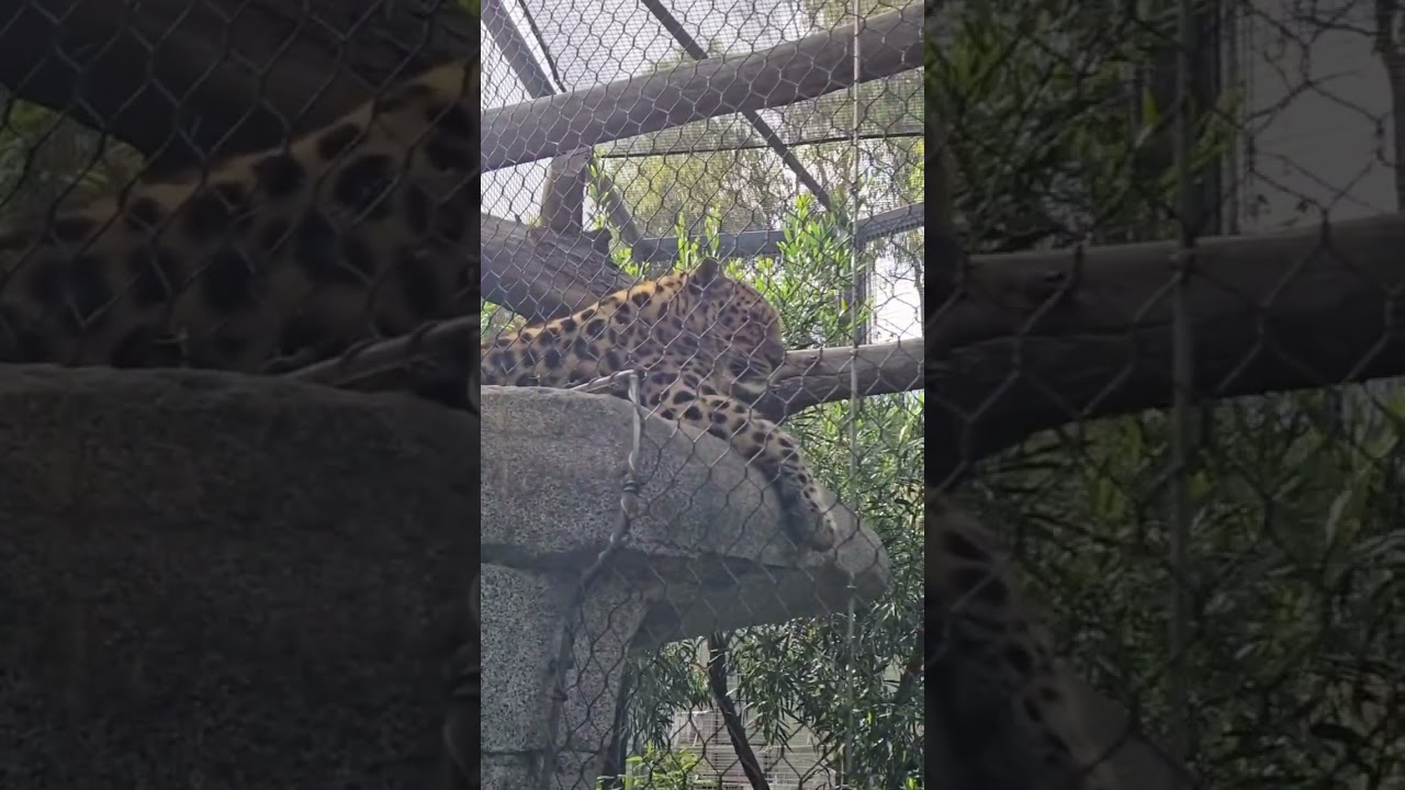 🐆 