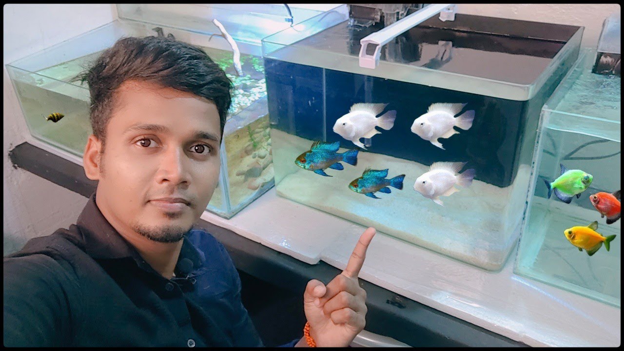 🤩🤯புது மீன் வாங்கிட்டேன் blue ram🔥🤩|platinum polar parrot|guppies|assassin snails  #aquarium #tamil