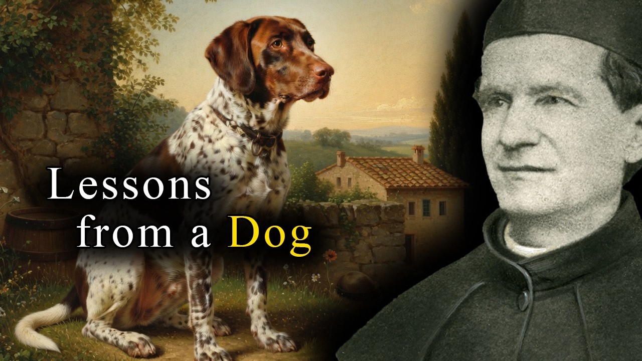 Собака Дона Боско научила его