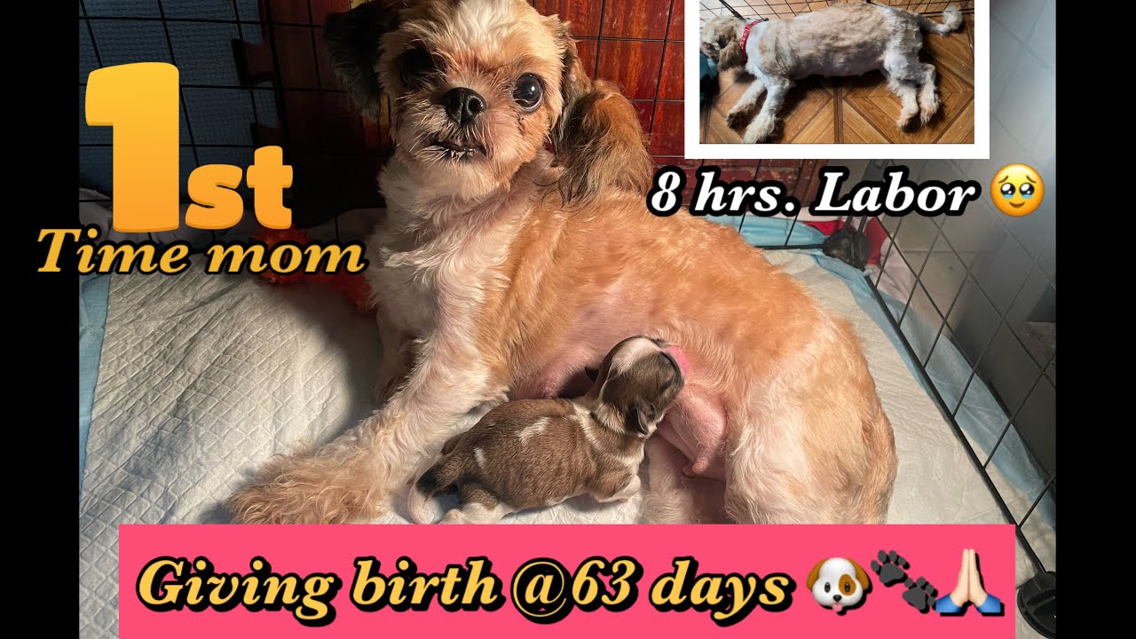 SHIHTZU GIVE BIRTH AT 63 DAYS PREGNANT | First Time Mommy