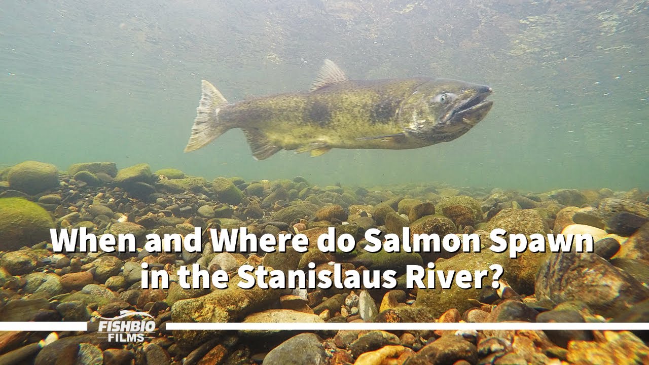 Where and When do Salmon Spawn in the Stanislaus River?