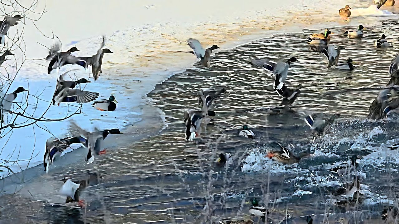Žiemojančių Didžiųjų ančių (Anas platyrhynchos) pulkas #birds