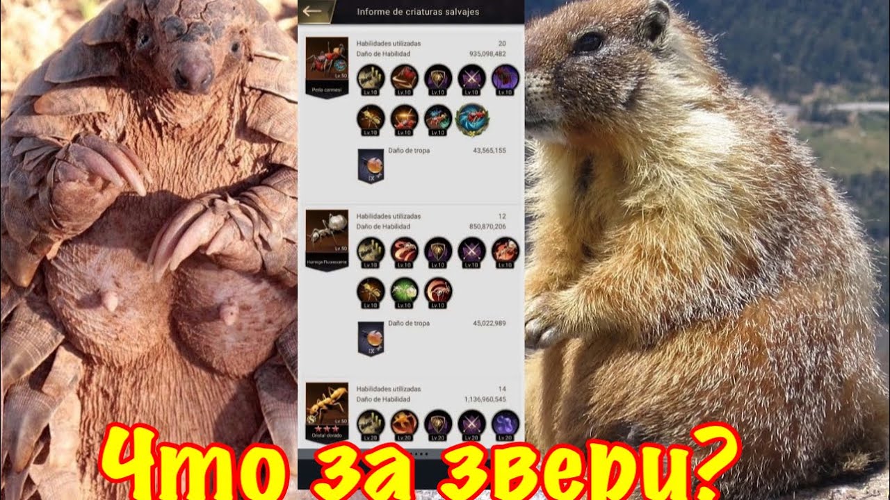 Фарм сурка и панголина the Ants.