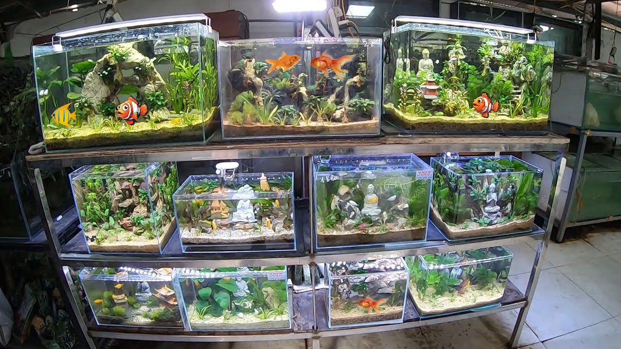 Secrets Giant Ornamental Fish Farm With Rare And Precious Fish Species