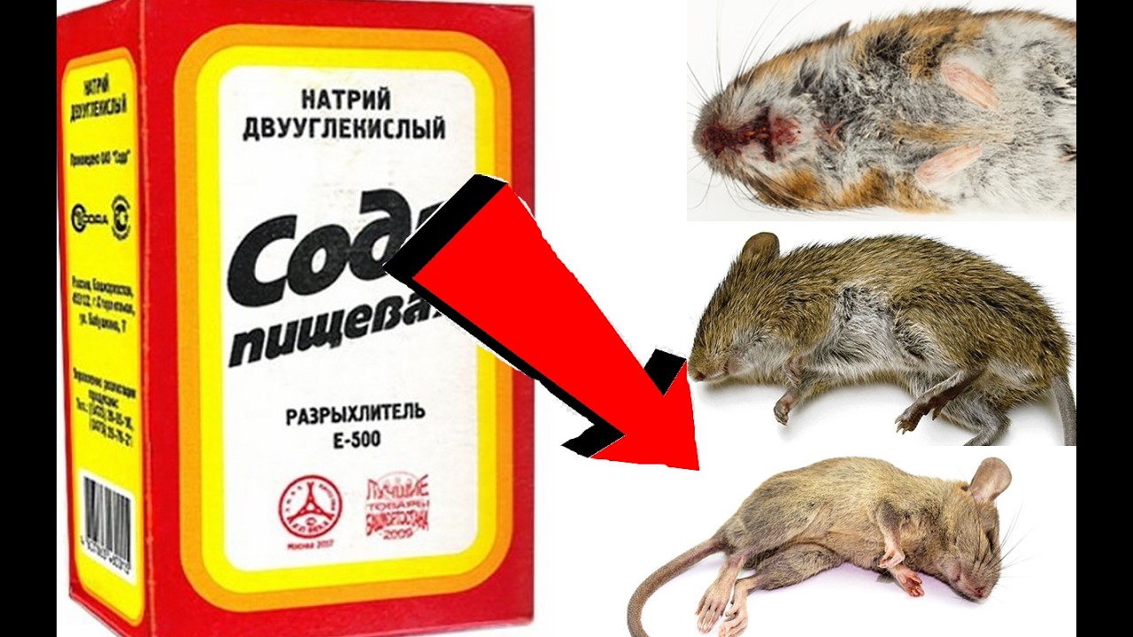 Как избавиться от мышей за 3 Секунд!!!
