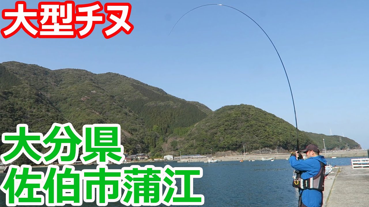 シーズンＩＮ　大分県蒲江で超大型チヌを狙っていたら・・・