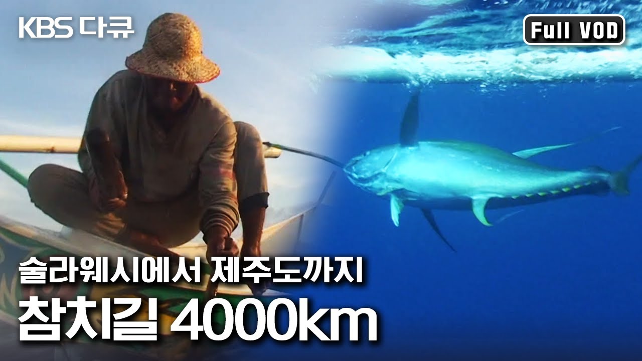 바다는 참치 전쟁 중! 참치 양식을 위한 도전 | “참치길 4천Km 술라웨시에서 제주도까지” (KBS 110618 방송)