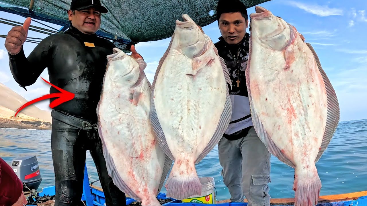 Pescamos el PEZ más Caro del MAR PERUANO - Lenguados Gigantes