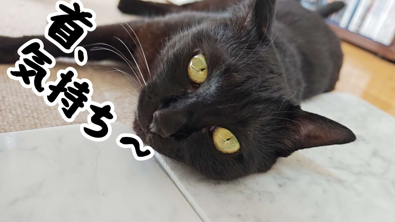 今年の夏も愛猫の熱中症対策で購入したペット用大理石が大活躍w