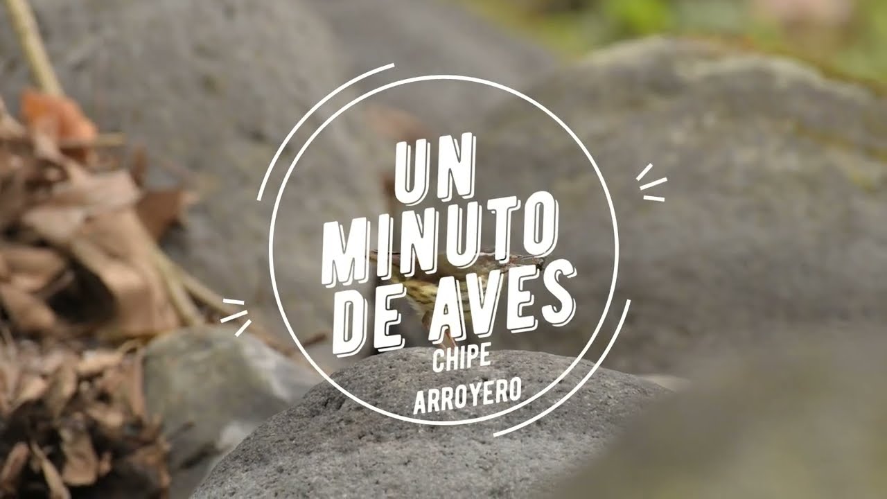Un Minuto de Aves #128 Chipe Arroyero