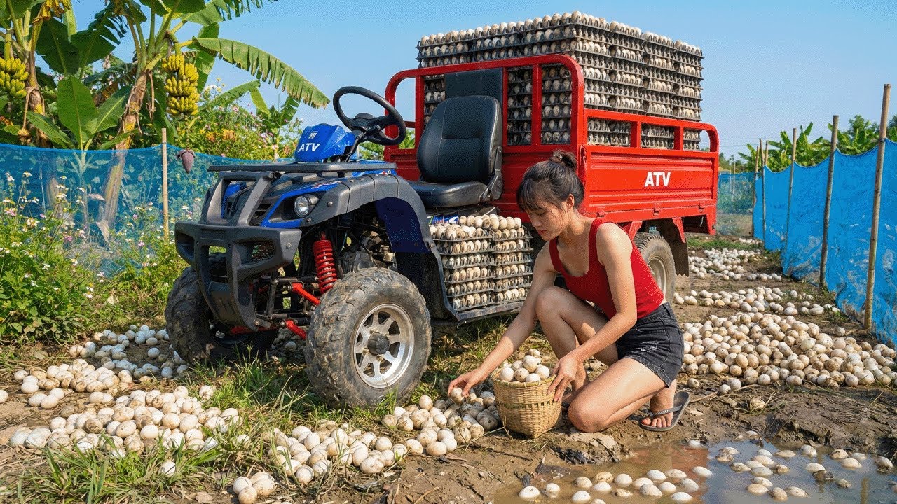Using A Four Wheel Vehicle To Harvest 1,000+ Eggs And Bring Them To The Market For Sale