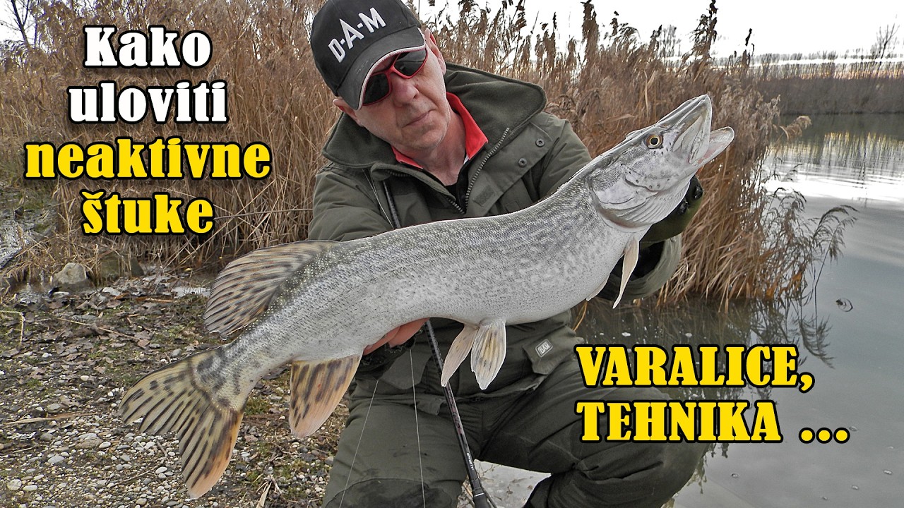Malim SHAD varalicama na neaktivne štuke / SHORT video / VSP Igor Pavičić