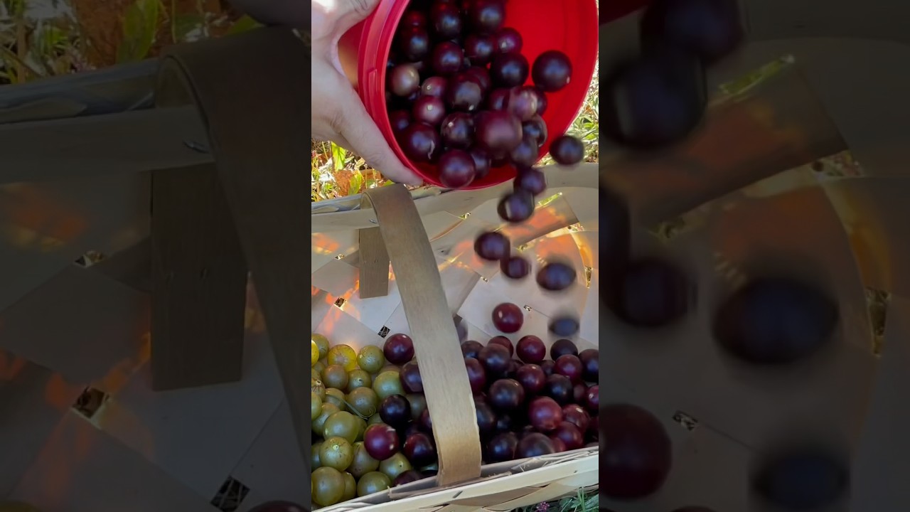 Do You Know What Muscadines Are? #asmr #fruit #delicious