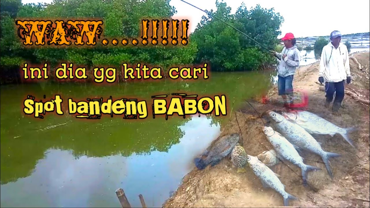 Mancing Bandeng Liar Spot Muara || Umpan Lumut