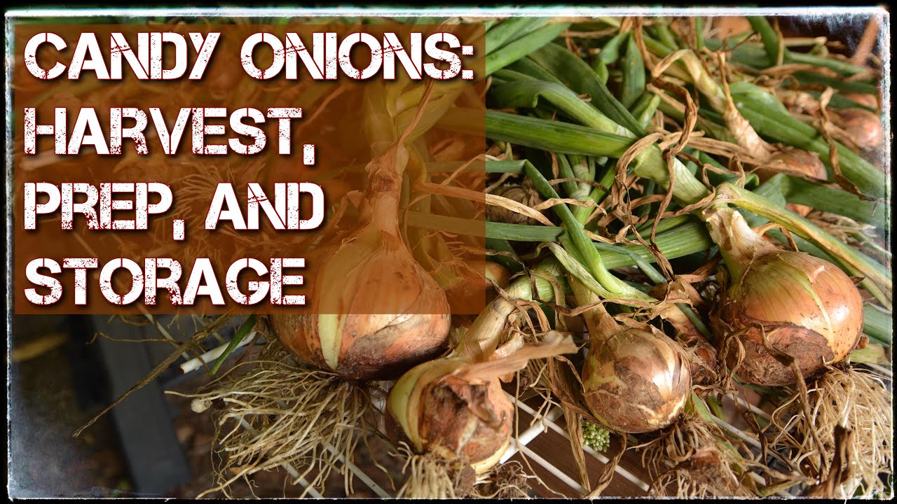 Candy Onions | Harvest & Storage
