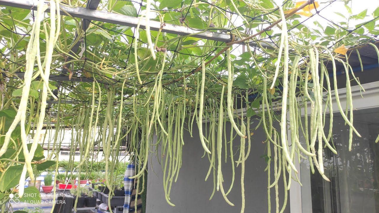 Chăm sóc bón phân gì để đậu đũa ra bông nhiều đợt trái đầy giàn quá mê  | Khoa Hien 654