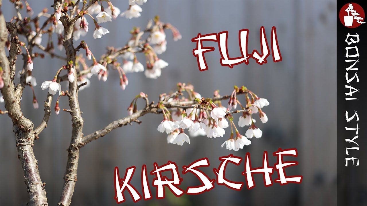Fuji Kirsche in voller Blüte | #089 Bonsai Style