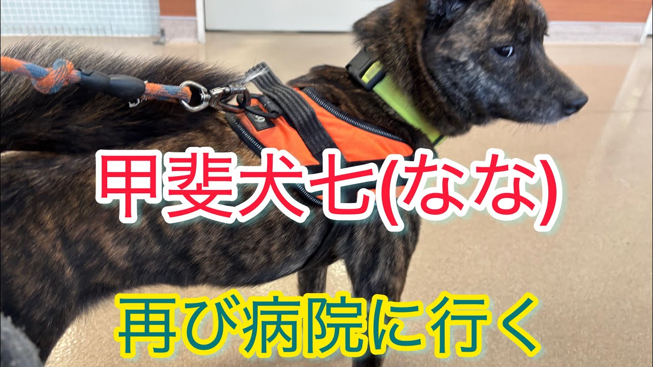 甲斐犬七(なな) 再び病院に行く