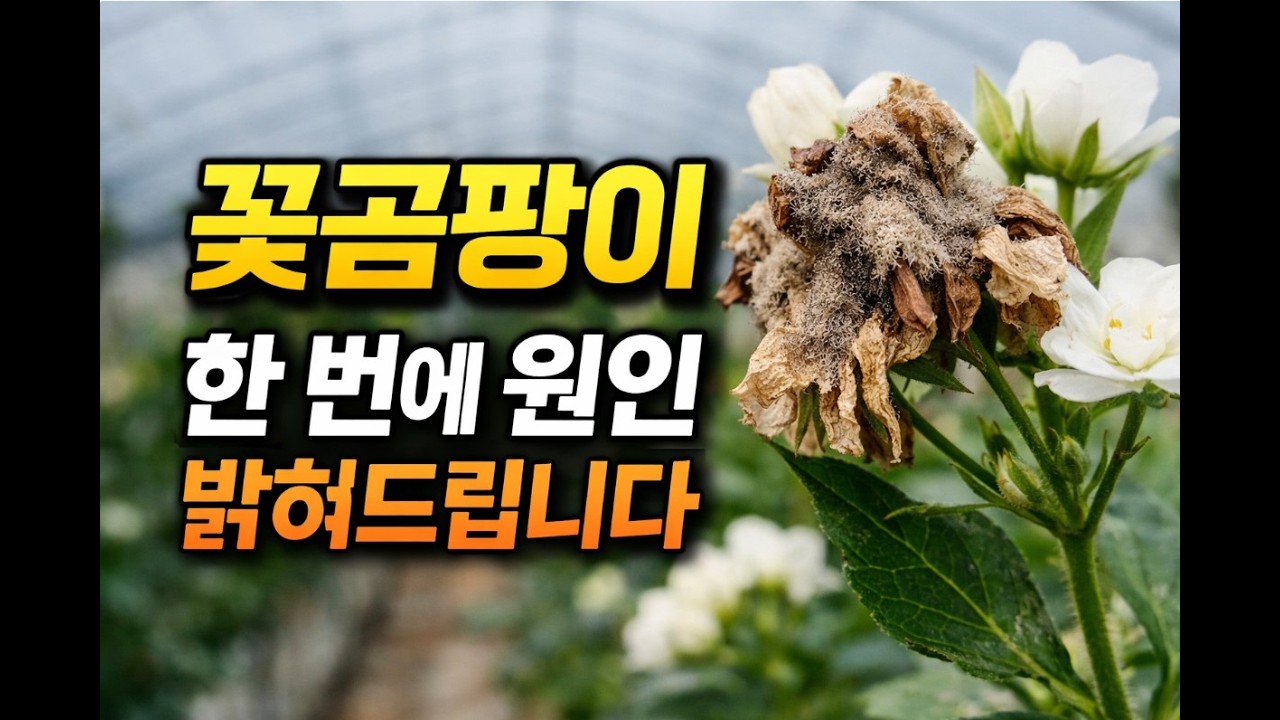 꽃곰팡이는 병이 아닙니다｜환경의 흐름을 읽어야 합니다