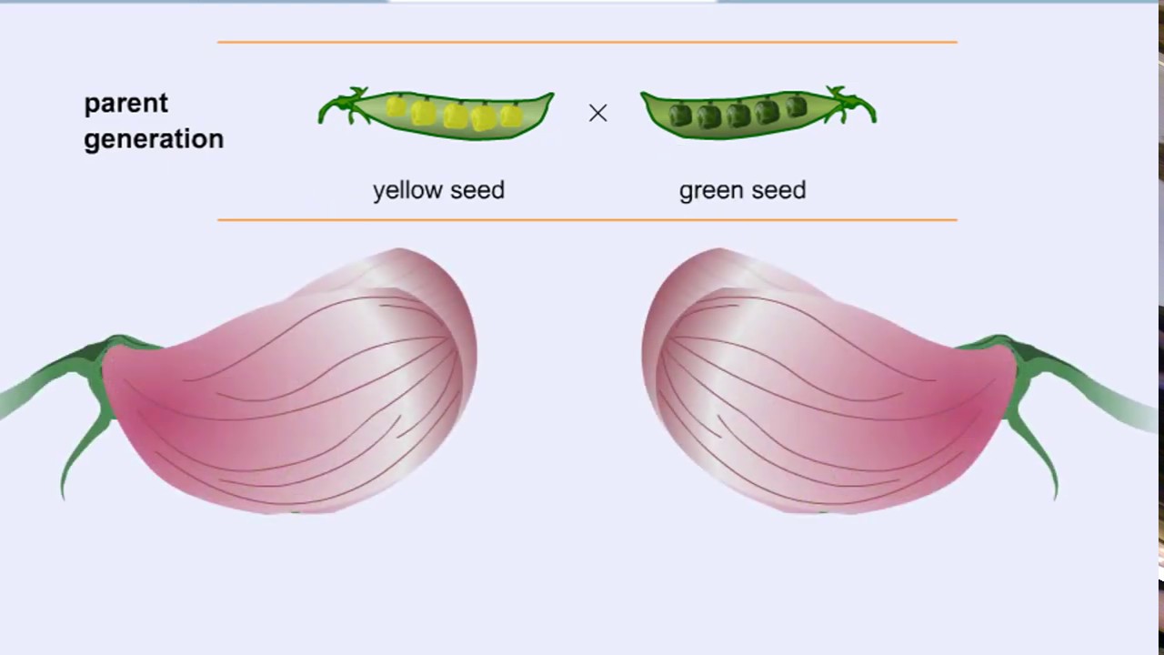 Mendel's Pea Experiment
