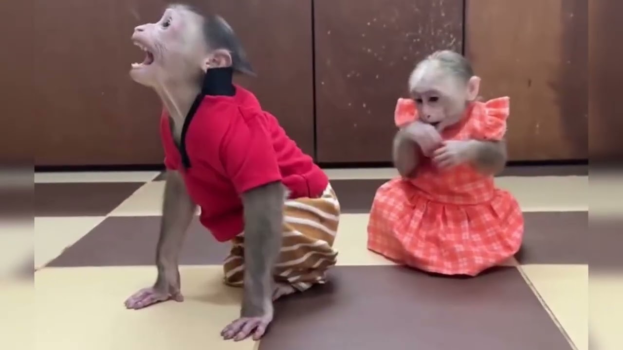 Funny Monkey Videos Ep27#lovely #cute #adorable #newborn #animals  #obedient #monkey#cat #duet 