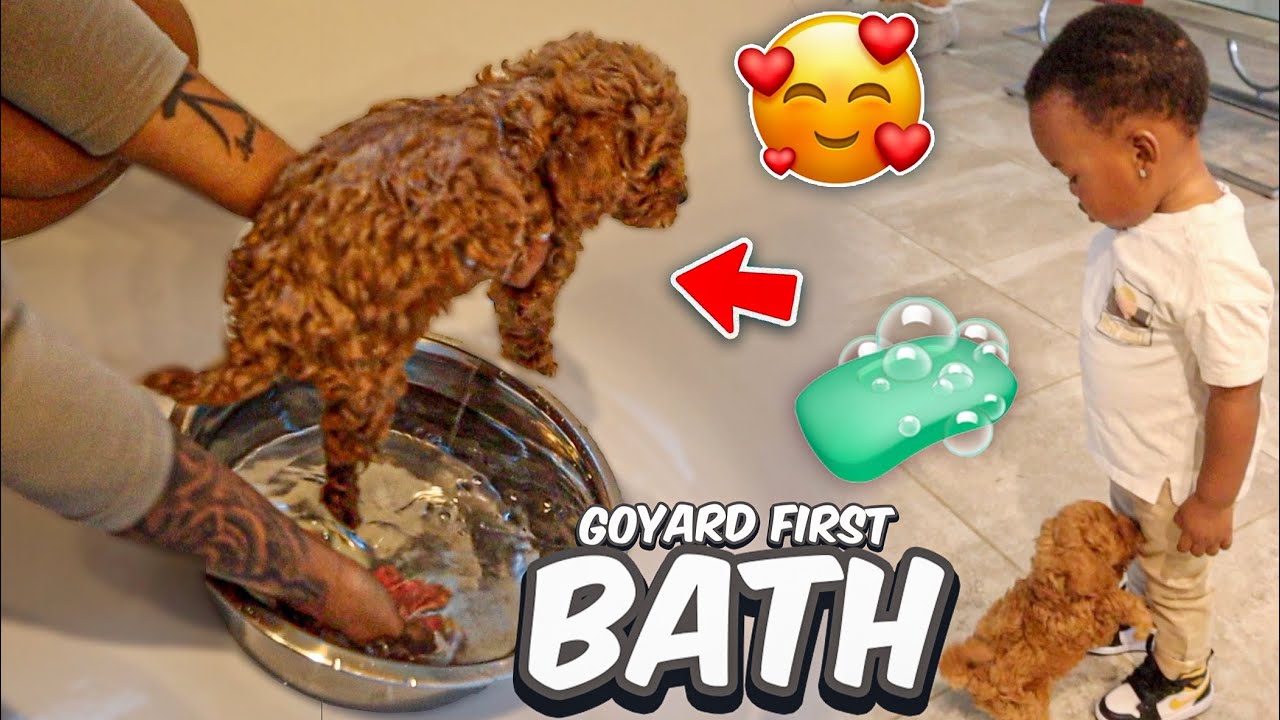 MEET GOYARD 🐶 | HIS FIRST BATH 🧼🥺