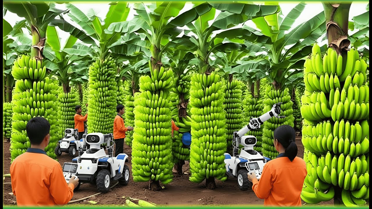 Transporting Tons of Bananas This Way - Grows and Harvest Agricultural Bananas (FULL PROCESS)...