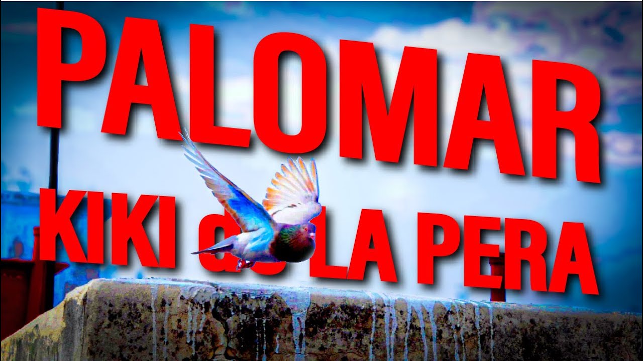 PALOMAR de KIKI el de LA PERA. MUCHO ALIAMARILLO !!!