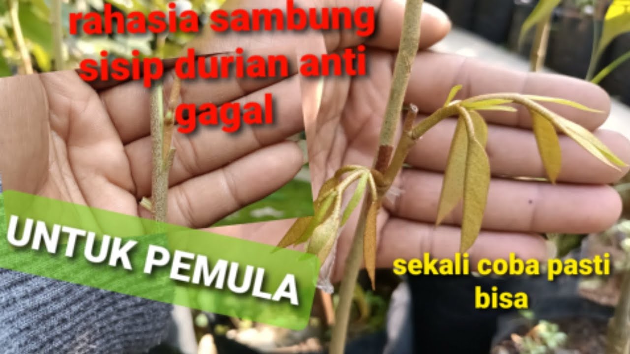 sambung sisip durian anti gagal untuk pemula