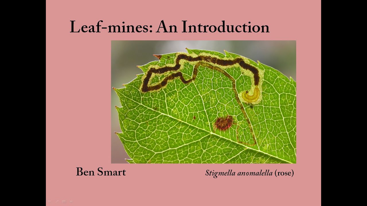 Moth Morning 24th Oct - Leaf Mines: an Introduction