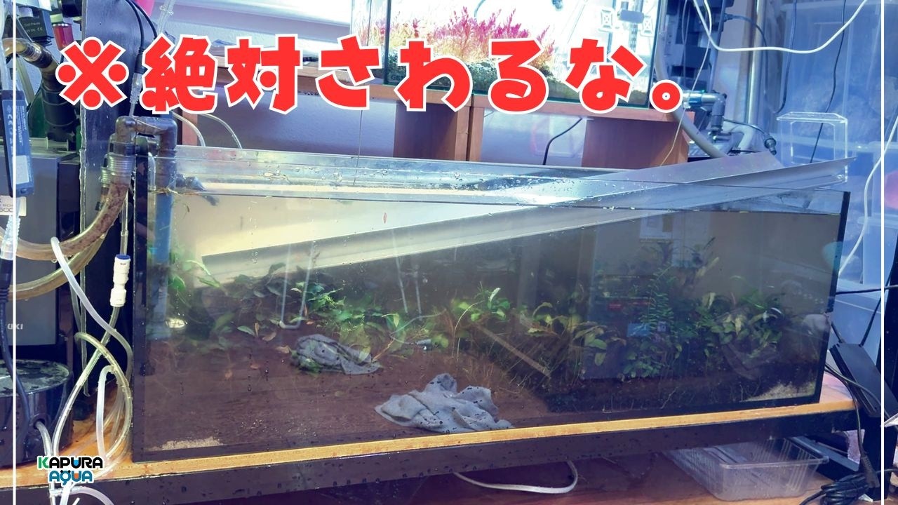 【緊急】水槽にLEDライトを落としました。全損を免れる「3つの絶対条件」【アクアリウム】