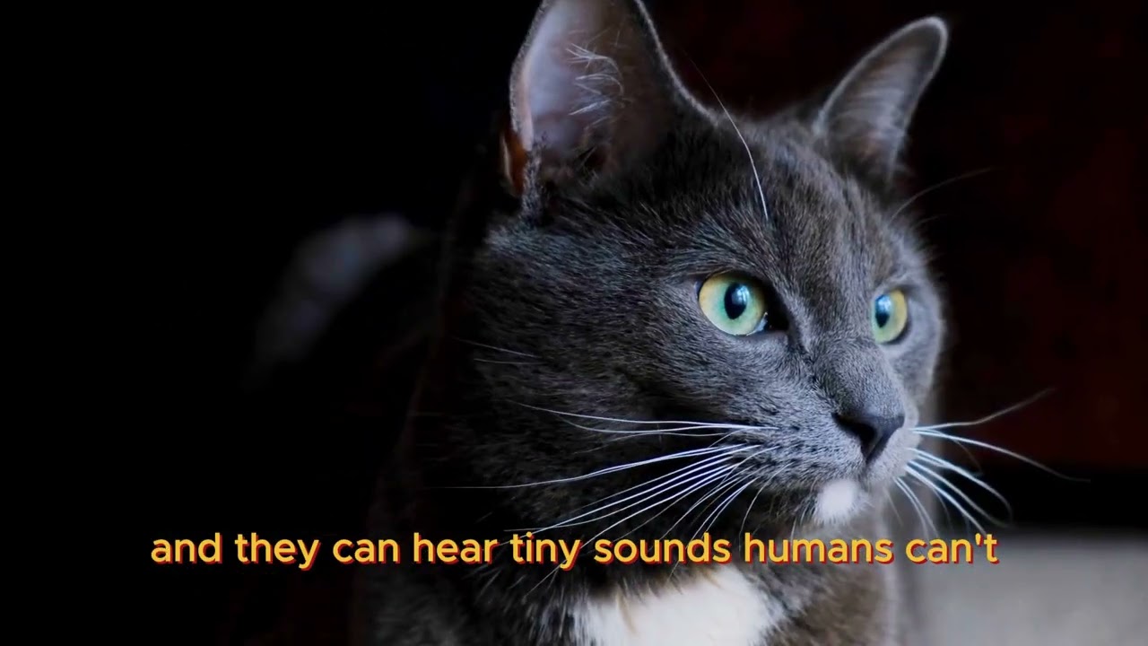 5 Things Cats Do That Will Blow Your Mind 😼