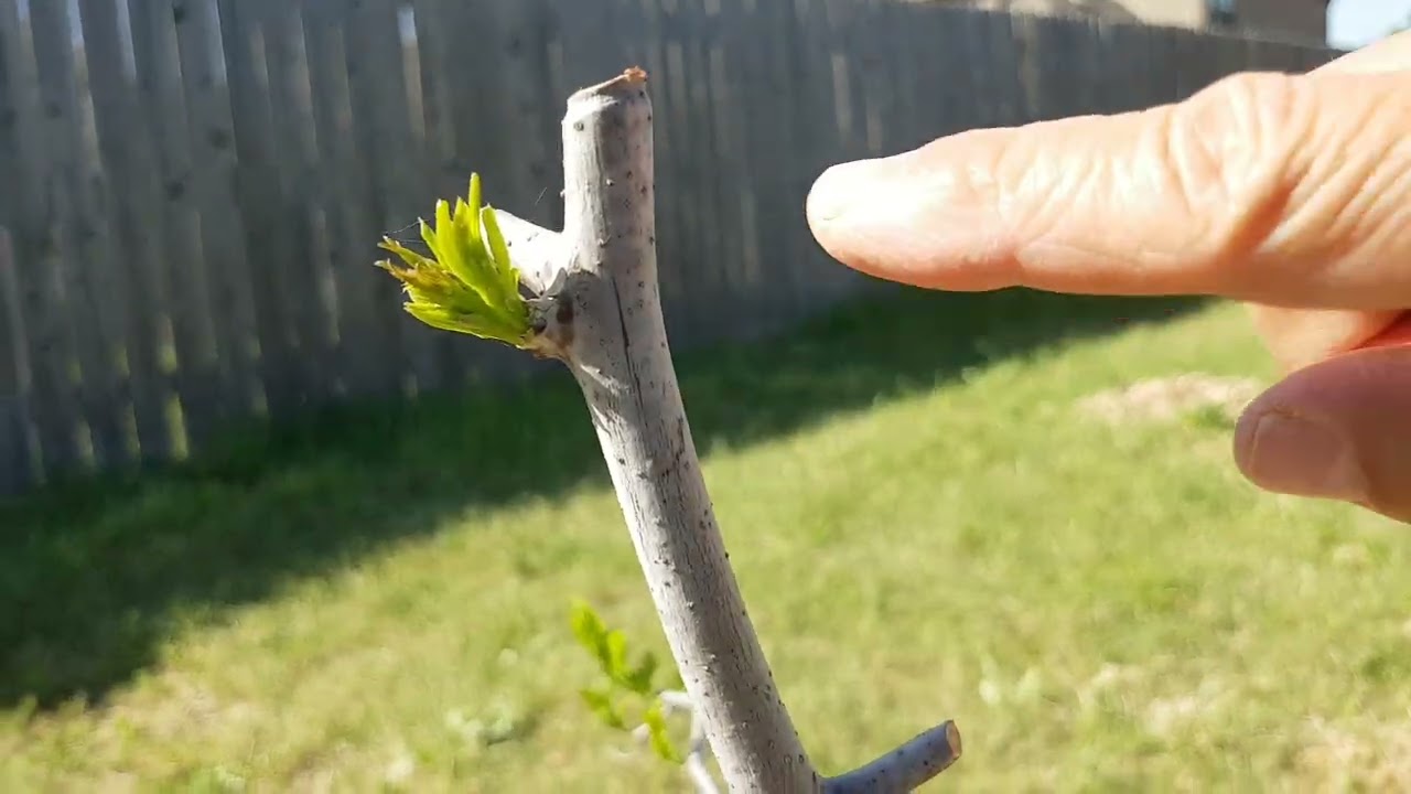 [Eng Sub] 幼年枣树修剪后的效果 Pruning Effect as expected for a Young Jujube Tree (20220409)