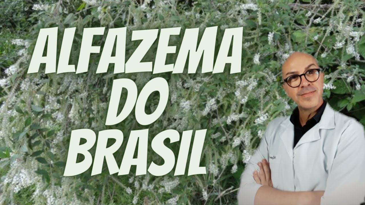 ALFAZEMA DO BRASIL -|ASMA |BRONQUITE |GASTRITE |VÍRUS |PRESSÃO |REUMATISMO |COLESTEROL |FÍGADO |PELE