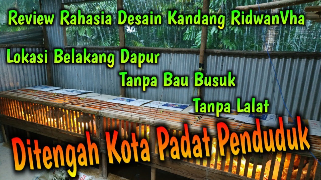 Review Rahasia Desain Kandang RidwanVha di Belakang Dapur Tengah Kota Tanpa Bau + Lalat