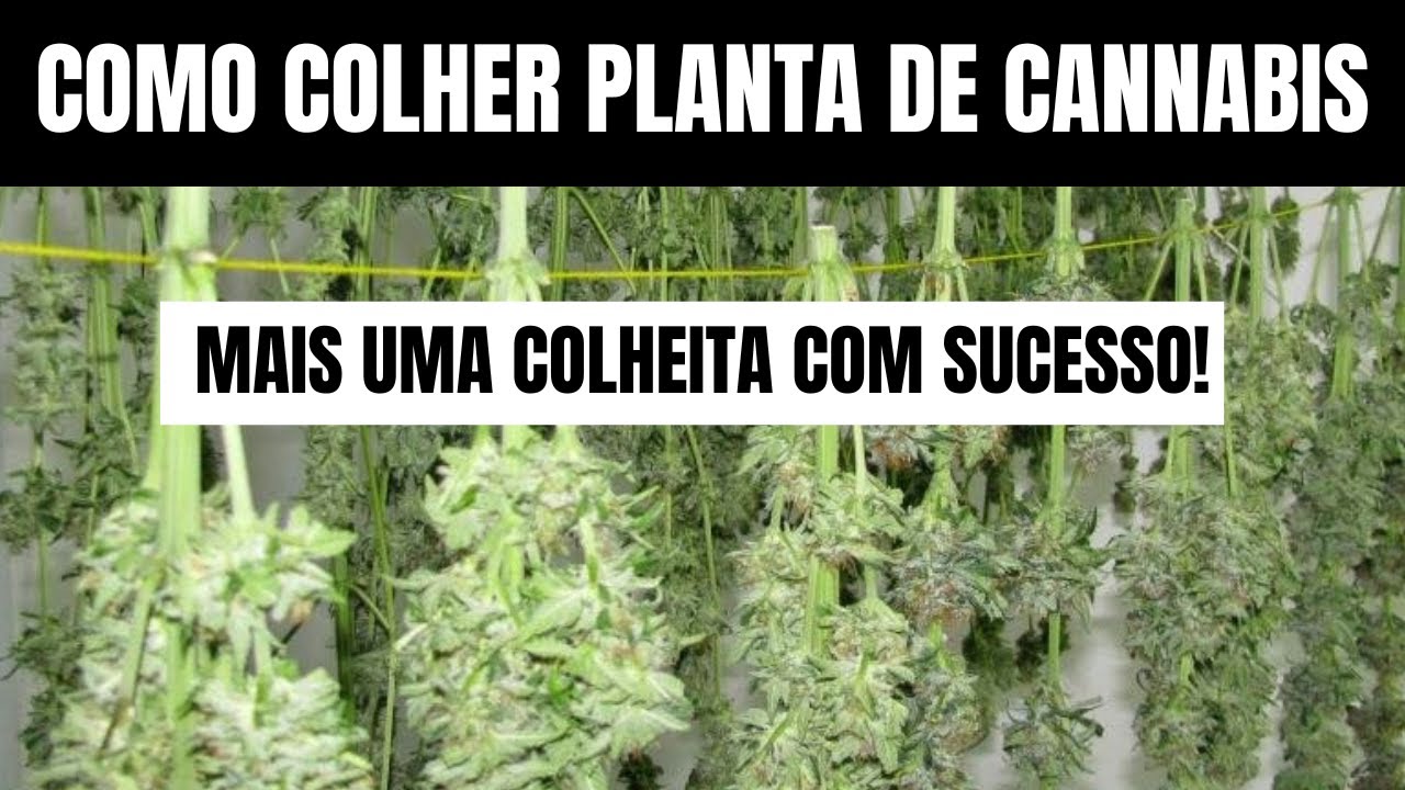 COMO COLHER PLANTA DE CANNABIS - MACONHA