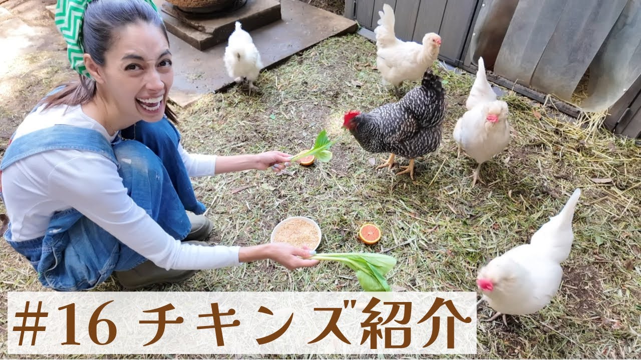 #16 チキンズ ／ Meet the Chickens.