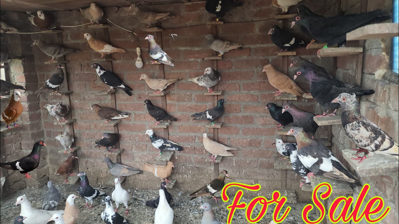 For Sale 125 kabootar Magpie, kale, khumariya lalban 9528851868 kabootar in Amroha.  Nikki bhai