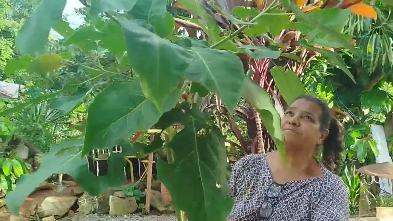 veja o resultado da alporquia  feito do galho do tomarilho,como  enraizou  rápido,plantio feito.