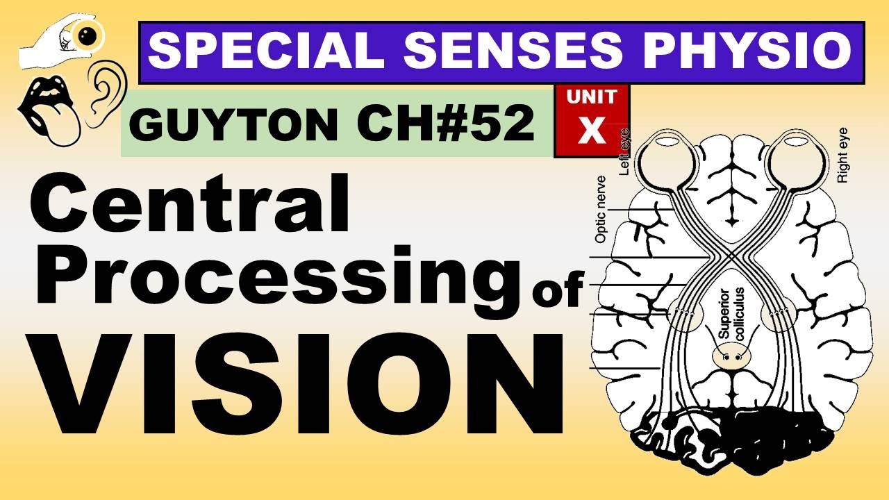 Ch#52 Physiology Guyton | Special Senses | Central Processing of Vision | Physiology Lectures