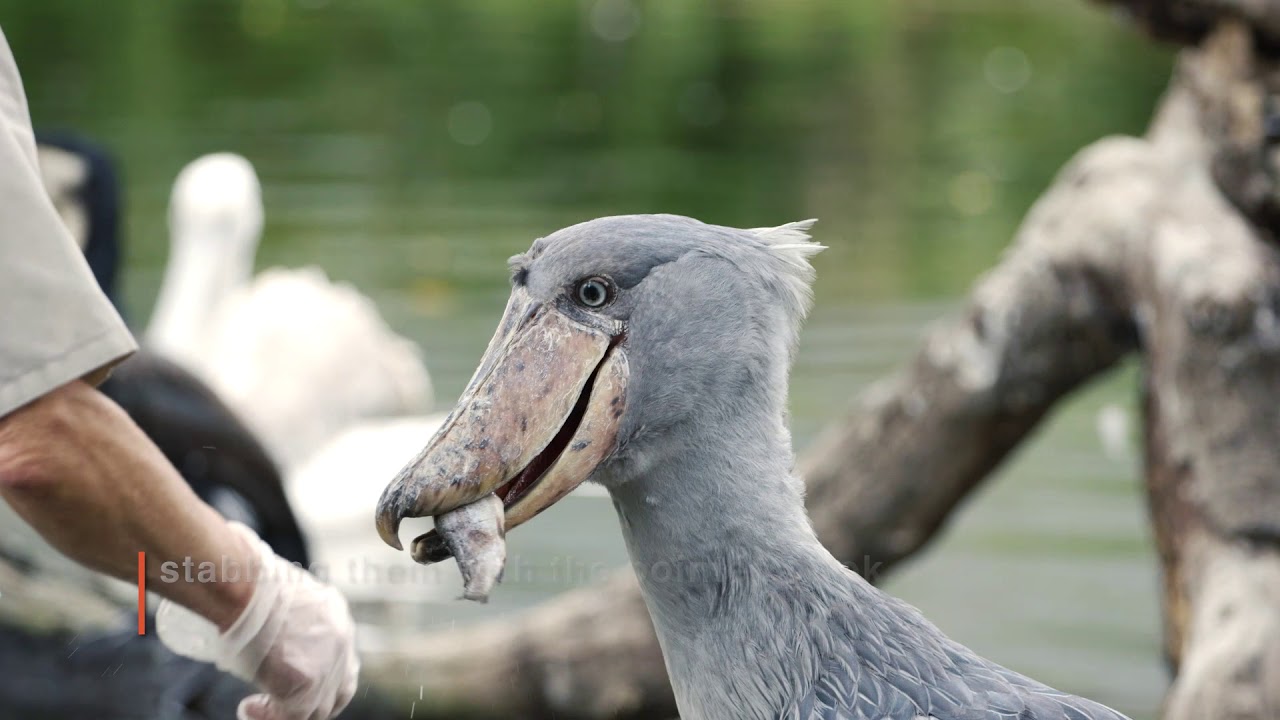 5 Facts About Shoebills