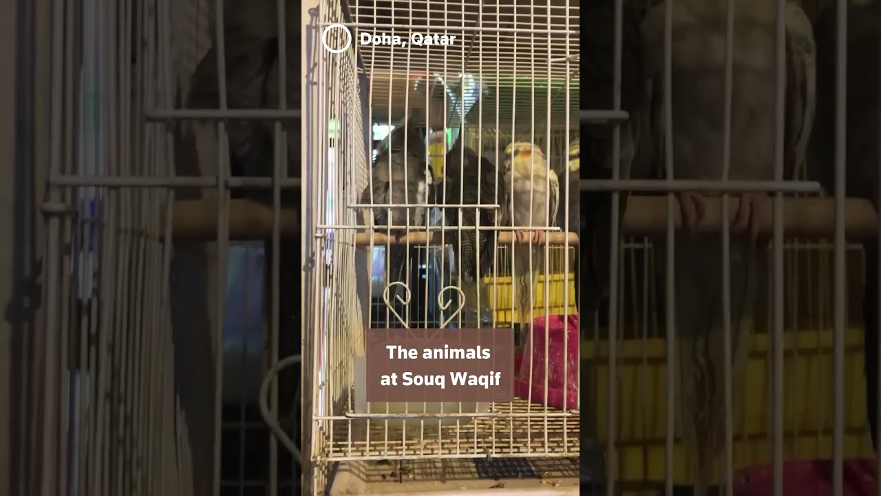 A window into the world of falconry in Qatar