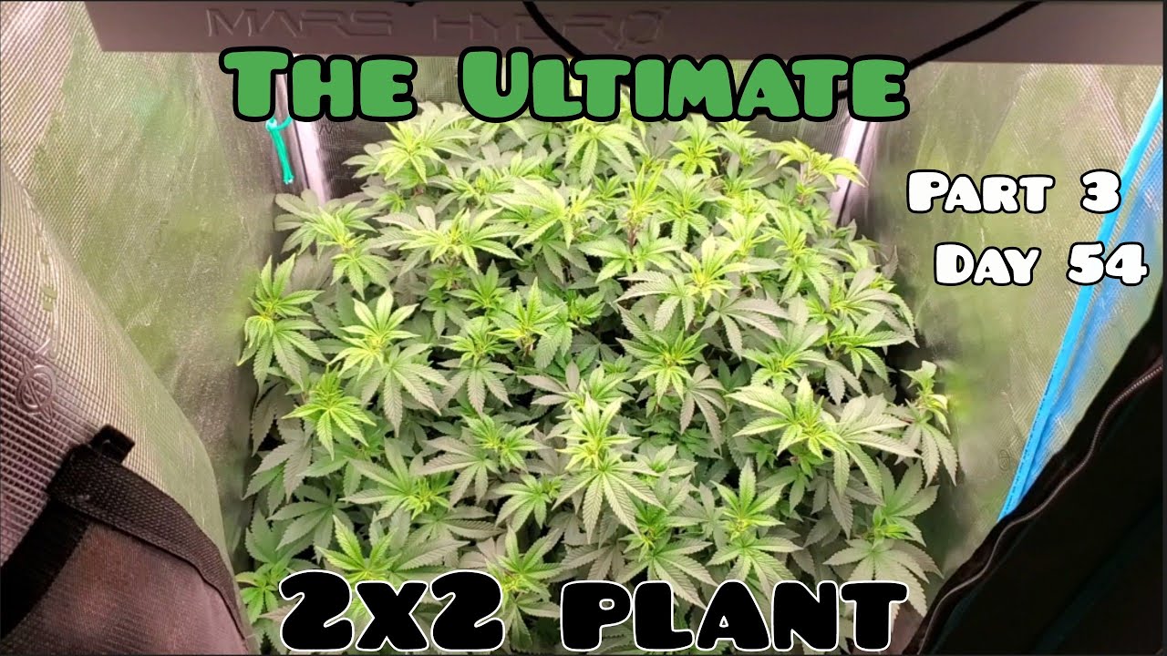 The Ultimate 2X2 Plant part 3 Half Pound Plus plant?Day54 under Mars Hydro FC-3000,The Tent is Full!