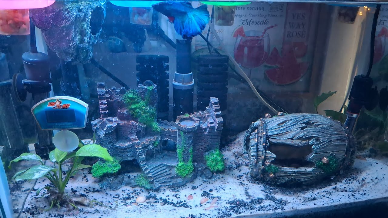 ​Fast & Easy Way to Clean Your Betta Tank