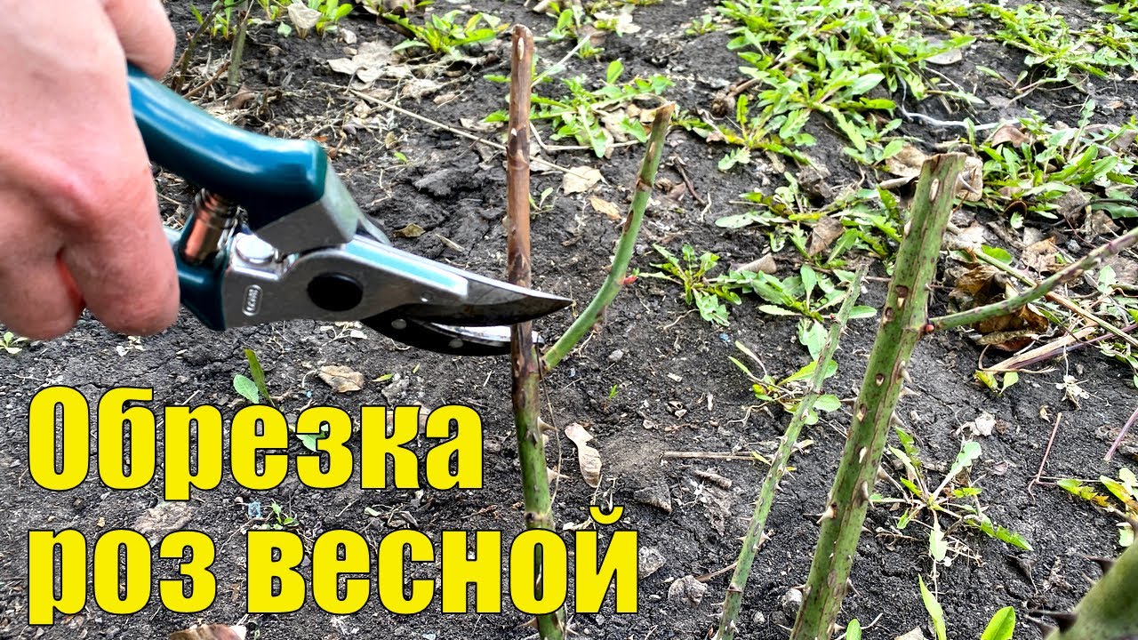 Как обрезать розы весной. Весенняя обрезка роз