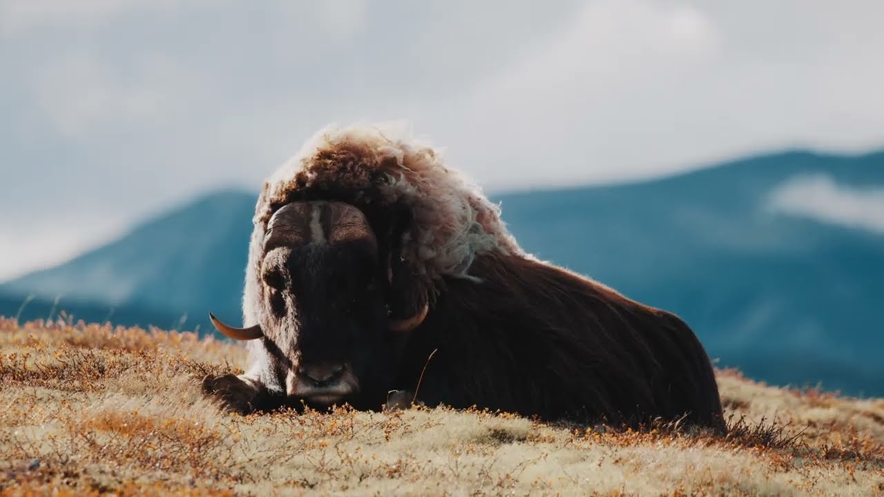 Moschusochsen im Dovrefjell Nationalpark, Norwegen | Musk oxen in Dovrefjell National Park, Norway