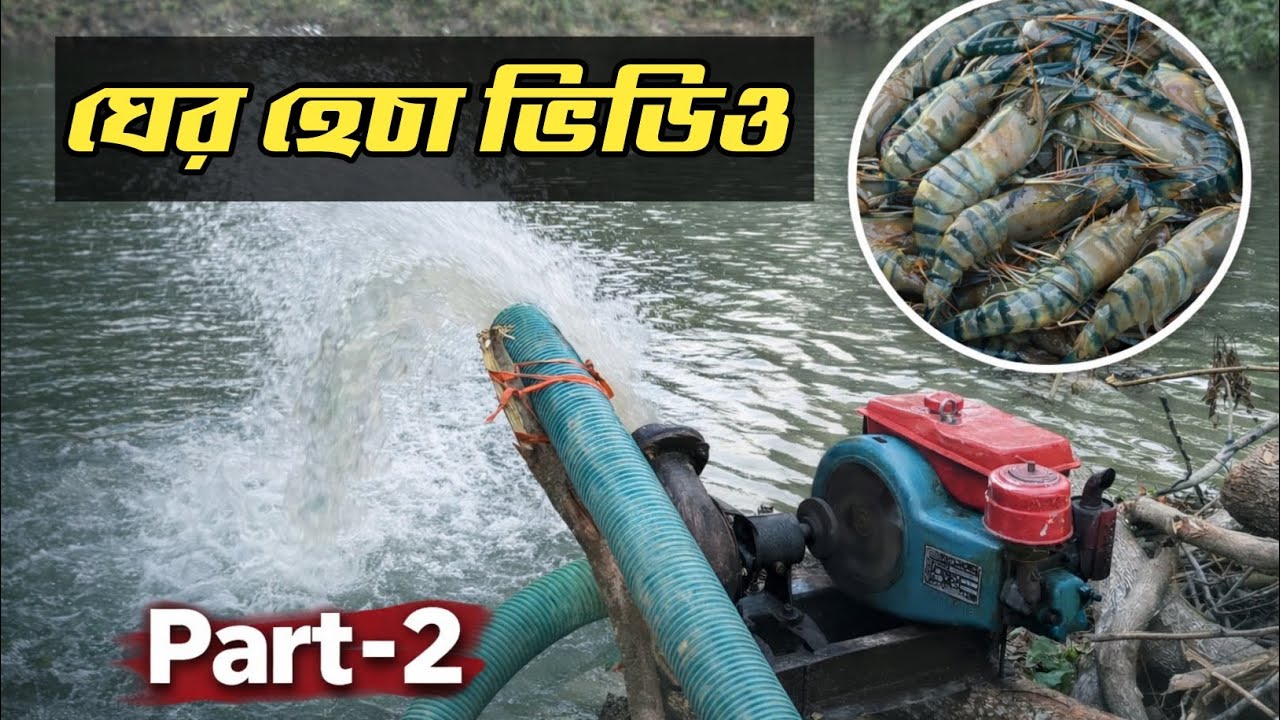 ঘের ছেঁচা দিয়ে গলদা চিংড়ি ধরা | পানির পাম্পে মাছ ধরা | Part-2 #FishHarvest #BanglaVlog #Part2 