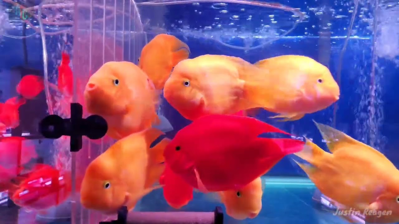 Yellow Ingot Parrot Fish | Red Parrot Fish | 8.5 to 9 Inches | Justin Reagen