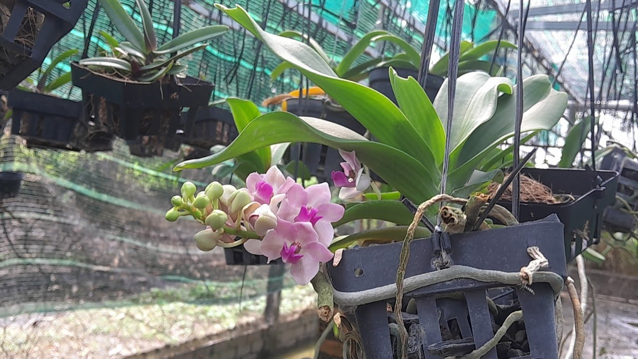 Năm nay lan ngọc điểm nhà em vẫn còn nhiều ạ 